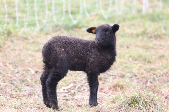 KAREN VIBERT-KENNEDY/Sun-Gazette This lamb was born recently at Owens Farm.